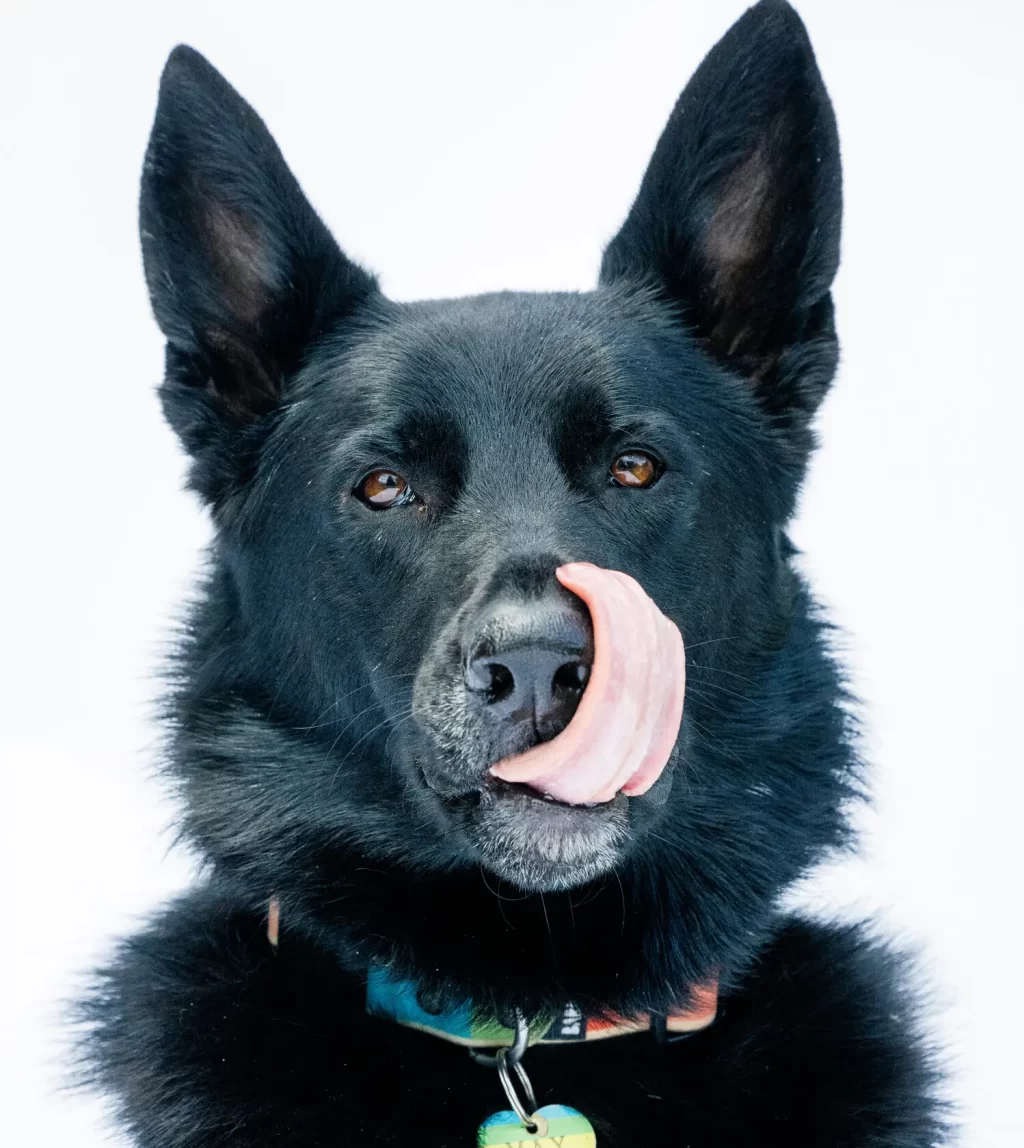 30sp-scipet-manifesto-vzjw-superJumbo