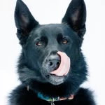 30sp-scipet-manifesto-vzjw-superJumbo