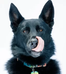 30sp-scipet-manifesto-vzjw-superJumbo